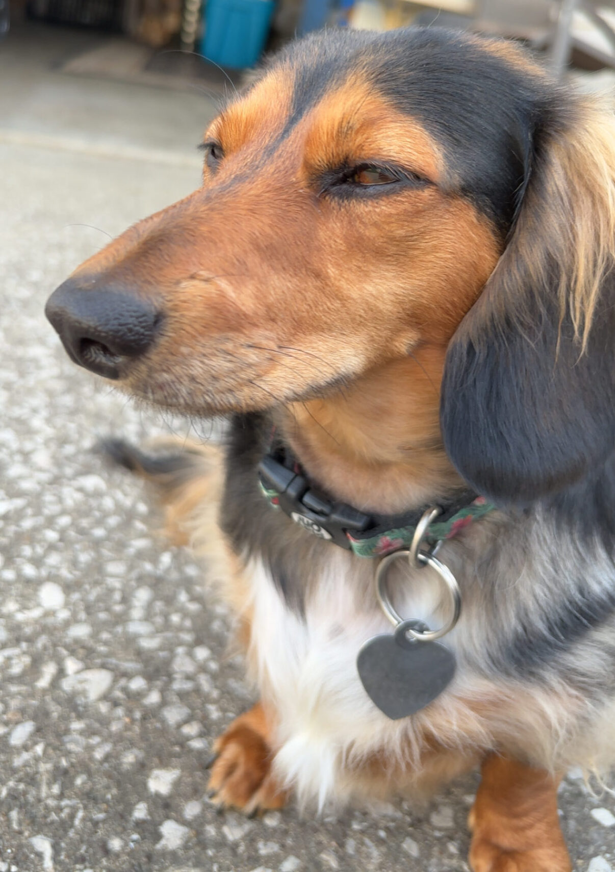 Why Your Dog Acts Normal but Won’t Eat: Understanding the Hidden Signs