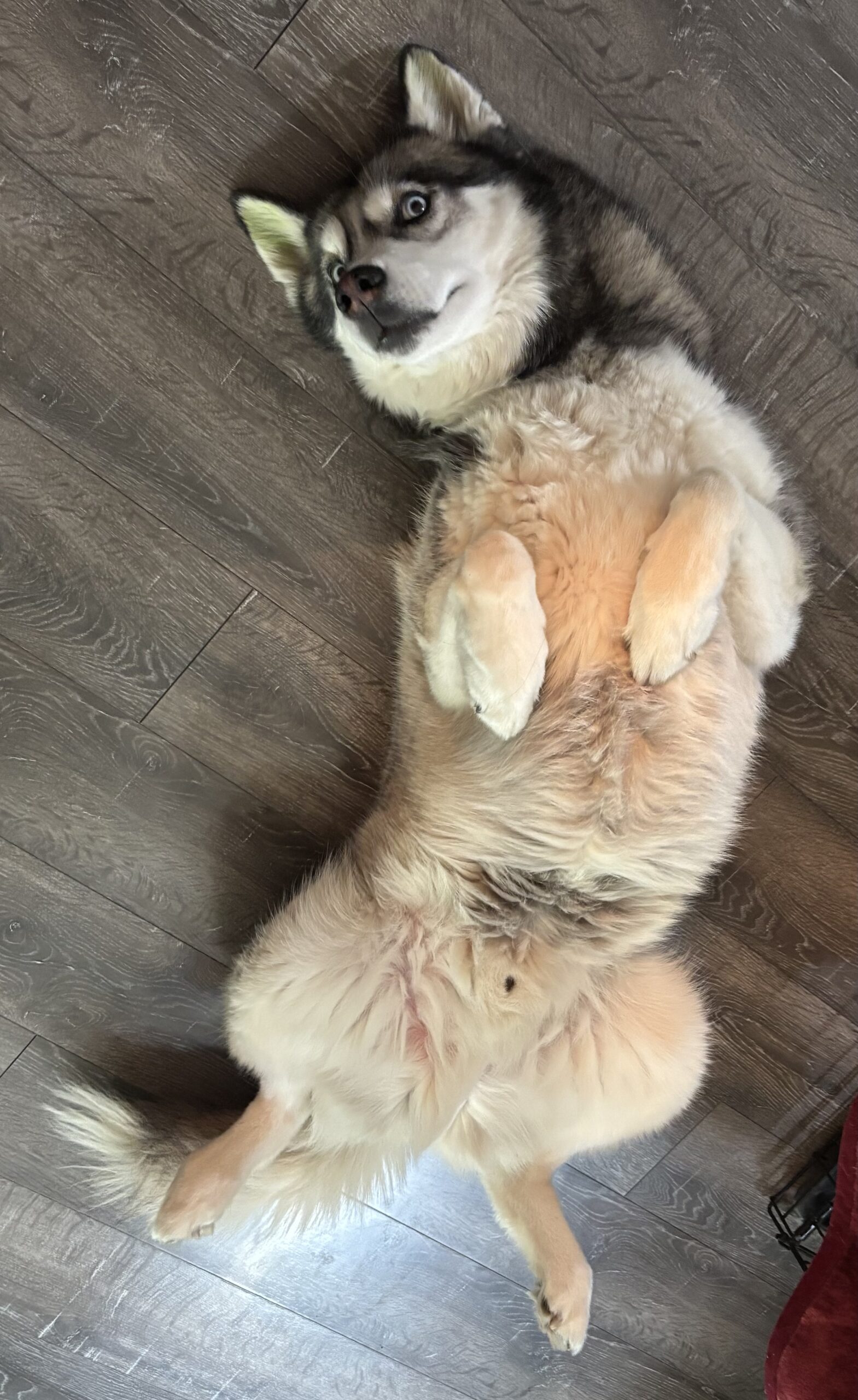Morty, a light-colored husky with two blue eyes, lying belly up with his front paws bent adorably over his chest